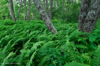 Bosque de roble rojo del norte de los Apalaches centrales – CEGL008506 Bosque de roble rojo del norte de los Apalaches centrales – CEGL008506