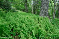 Bosque de roble rojo del norte de los Apalaches centrales – CEGL008506 Bosque de roble rojo del norte de los Apalaches centrales – CEGL008506