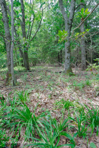 Bosque de roble rojo del norte de los Apalaches centrales – CEGL008506 Bosque de roble rojo del norte de los Apalaches centrales – CEGL008506