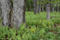 Bosque de roble rojo del norte de los Apalaches centrales – CEGL008506 Bosque de roble rojo del norte de los Apalaches centrales – CEGL008506