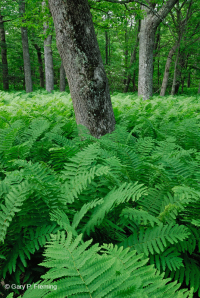 Bosque de roble rojo del norte de los Apalaches centrales – CEGL008506 Bosque de roble rojo del norte de los Apalaches centrales – CEGL008506