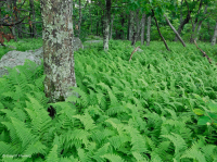 Bosque de roble rojo del norte de los Apalaches centrales – CEGL008506 Bosque de roble rojo del norte de los Apalaches centrales – CEGL008506