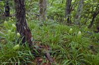 Bosque de roble rojo del norte de los Apalaches centrales – CEGL008506 Bosque de roble rojo del norte de los Apalaches centrales – CEGL008506