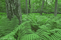 Bosque de roble rojo del norte de los Apalaches centrales – CEGL008506 Bosque de roble rojo del norte de los Apalaches centrales – CEGL008506