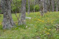 Bosque de robles rojos del norte de los Apalaches centrales - CEGL008506 Bosque de robles rojos del norte de los Apalaches centrales - CEGL008506