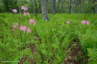 Bosque de robles rojos del norte de los Apalaches centrales - CEGL008506 Bosque de robles rojos del norte de los Apalaches centrales - CEGL008506