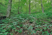 Bosque de cala rica del sur de los Apalaches (arce de azúcar - tipo Buckeye) - CEGL007695 Bosque de cala rica del sur de los Apalaches (arce de azúcar - tipo Buckeye) - CEGL007695