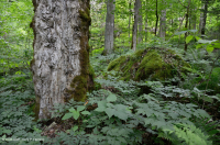 Bosque de cala rica del sur de los Apalaches (arce de azúcar - tipo Buckeye) - CEGL007695 Bosque de cala rica del sur de los Apalaches (arce de azúcar - tipo Buckeye) - CEGL007695