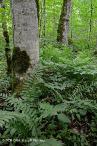 Bosque de cala rica del sur de los Apalaches (arce de azúcar - tipo Buckeye) - CEGL007695 Bosque de cala rica del sur de los Apalaches (arce de azúcar - tipo Buckeye) - CEGL007695