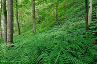 Bosque de cala rico en piedra caliza del sur de los Apalaches - CEGL006472 Bosque de cala rico en piedra caliza del sur de los Apalaches - CEGL006472