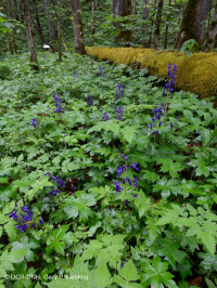 Bosque de calas rico en piedra caliza del sur de los Apalaches - CEGL006472 Bosque de calas rico en piedra caliza del sur de los Apalaches - CEGL006472