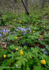 Bosque de calas rico en piedra caliza del sur de los Apalaches - CEGL006472 Bosque de calas rico en piedra caliza del sur de los Apalaches - CEGL006472