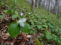 Bosque de calas rico en piedra caliza del sur de los Apalaches - CEGL006472 Bosque de calas rico en piedra caliza del sur de los Apalaches - CEGL006472