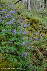 Bosque de calas rico en piedra caliza del sur de los Apalaches - CEGL006472 Bosque de calas rico en piedra caliza del sur de los Apalaches - CEGL006472