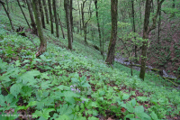 Bosque de cala rica del sur de los Apalaches (arce de azúcar - tipo Buckeye) - CEGL007695 Bosque de cala rica del sur de los Apalaches (arce de azúcar - tipo Buckeye) - CEGL007695