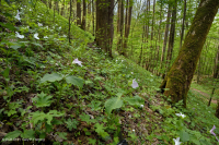 Bosque de cala rica del sur de los Apalaches (arce de azúcar - tipo Buckeye) - CEGL007695 Bosque de cala rica del sur de los Apalaches (arce de azúcar - tipo Buckeye) - CEGL007695