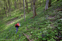 Bosque de cala rica del sur de los Apalaches (arce de azúcar - tipo Buckeye) - CEGL007695 Bosque de cala rica del sur de los Apalaches (arce de azúcar - tipo Buckeye) - CEGL007695