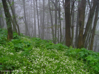 Bosque de cala rica del sur de los Apalaches (arce de azúcar - tipo Buckeye) - CEGL007695 Bosque de cala rica del sur de los Apalaches (arce de azúcar - tipo Buckeye) - CEGL007695