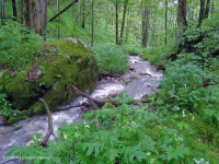 Bosque de cala rica del sur de los Apalaches (arce de azúcar - tipo Buckeye) - CEGL007695 Bosque de cala rica del sur de los Apalaches (arce de azúcar - tipo Buckeye) - CEGL007695