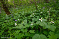 Bosque de cala rico en piedra caliza del sur de los Apalaches - CEGL006472 Bosque de cala rico en piedra caliza del sur de los Apalaches - CEGL006472
