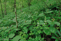 Bosque de cala rico en piedra caliza del sur de los Apalaches - CEGL006472 Bosque de cala rico en piedra caliza del sur de los Apalaches - CEGL006472