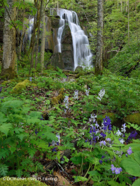 Bosque de cala rico en piedra caliza del sur de los Apalaches - CEGL006472 Bosque de cala rico en piedra caliza del sur de los Apalaches - CEGL006472