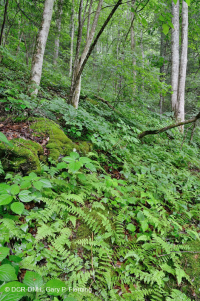 Bosque de cala rico en piedra caliza del sur de los Apalaches - CEGL006472 Bosque de cala rico en piedra caliza del sur de los Apalaches - CEGL006472