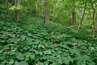 Bosque de cala rico en piedra caliza del sur de los Apalaches - CEGL006472 Bosque de cala rico en piedra caliza del sur de los Apalaches - CEGL006472