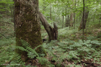 Bosque de cala rica del sur de los Apalaches (arce de azúcar - tipo Buckeye) - CEGL007695 Bosque de cala rica del sur de los Apalaches (arce de azúcar - tipo Buckeye) - CEGL007695
