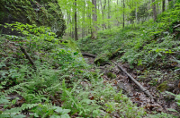 Bosque de cala rico en piedra caliza del sur de los Apalaches - CEGL006472 Bosque de cala rico en piedra caliza del sur de los Apalaches - CEGL006472