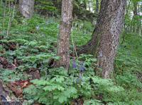 Bosque de cala rico en piedra caliza del sur de los Apalaches - CEGL006472 Bosque de cala rico en piedra caliza del sur de los Apalaches - CEGL006472