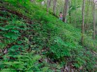 Bosque de cala rico en piedra caliza del sur de los Apalaches - CEGL006472 Bosque de cala rico en piedra caliza del sur de los Apalaches - CEGL006472