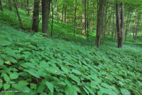 Bosque de cala rica de los Apalaches centrales (arce de azúcar - tipo tilo) - CEGL006237 Bosque de cala rica de los Apalaches centrales (arce de azúcar - tipo tilo) - CEGL006237
