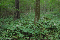 Bosque de cala rica de los Apalaches centrales (arce de azúcar - tipo tilo) - CEGL006237 Bosque de cala rica de los Apalaches centrales (arce de azúcar - tipo tilo) - CEGL006237