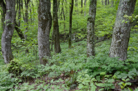 Bosque de cala rica de los Apalaches centrales (arce de azúcar - tipo tilo) - CEGL006237 Bosque de cala rica de los Apalaches centrales (arce de azúcar - tipo tilo) - CEGL006237