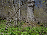 Bosque de calas ricas de los Apalaches (tulipán - tipo de maderas duras mixtas) - CEGL007710 Bosque de calas ricas de los Apalaches (tulipán - tipo de maderas duras mixtas) - CEGL007710