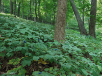 Bosque de cala rica de los Apalaches centrales (arce de azúcar - tipo tilo) - CEGL006237 Bosque de cala rica de los Apalaches centrales (arce de azúcar - tipo tilo) - CEGL006237