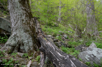 Bosque de cala rica de los Apalaches centrales (arce de azúcar - tipo tilo) - CEGL006237 Bosque de cala rica de los Apalaches centrales (arce de azúcar - tipo tilo) - CEGL006237
