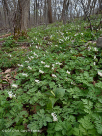 Bosque de calas ricas de los Apalaches (tulipán - tipo de maderas duras mixtas) - CEGL007710 Bosque de calas ricas de los Apalaches (tulipán - tipo de maderas duras mixtas) - CEGL007710