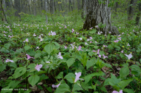 Bosque de calas ricas de los Apalaches (tulipán - tipo de maderas duras mixtas) - CEGL007710 Bosque de calas ricas de los Apalaches (tulipán - tipo de maderas duras mixtas) - CEGL007710