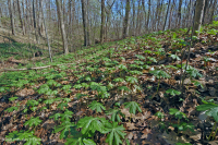 Llanura Costera / Piedemonte Exterior Bosque Básico Mesic - CEGL006055 Llanura Costera / Piedemonte Exterior Bosque Básico Mesic - CEGL006055