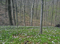 Llanura Costera / Piedemonte Exterior Bosque Básico Mesic - CEGL006055 Llanura Costera / Piedemonte Exterior Bosque Básico Mesic - CEGL006055