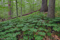 Llanura Costera / Piedemonte Exterior Bosque Básico Mesic - CEGL006055 Llanura Costera / Piedemonte Exterior Bosque Básico Mesic - CEGL006055