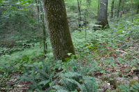 Llanura Costera / Piedemonte Exterior Bosque Básico Mesic - CEGL006055 Llanura Costera / Piedemonte Exterior Bosque Básico Mesic - CEGL006055