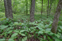 Llanura Costera / Piedemonte Exterior Bosque Básico Mesic - CEGL006055 Llanura Costera / Piedemonte Exterior Bosque Básico Mesic - CEGL006055