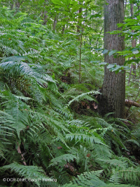 Llanura Costera / Piedemonte Exterior Bosque Básico Mesic - CEGL006055 Llanura Costera / Piedemonte Exterior Bosque Básico Mesic - CEGL006055