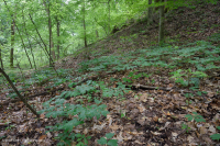 Llanura Costera / Piedemonte Exterior Bosque Básico Mesic - CEGL006055 Llanura Costera / Piedemonte Exterior Bosque Básico Mesic - CEGL006055