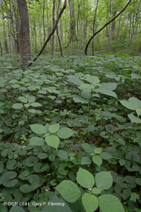 Bosque Mésico Básico del Piamonte Sur - CEGL008466 Bosque Mésico Básico del Piamonte Sur - CEGL008466