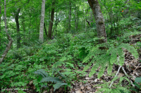 Bosque Mésico Básico del Piamonte Sur - CEGL008466 Bosque Mésico Básico del Piamonte Sur - CEGL008466