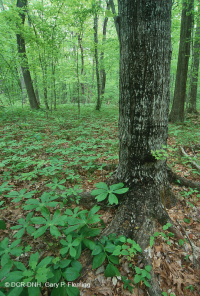 Bosque Mésico Básico del Piamonte Sur - CEGL008466 Bosque Mésico Básico del Piamonte Sur - CEGL008466
